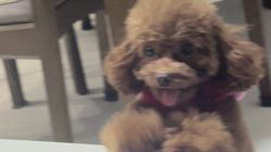 大山みゆきブリーダーからお迎えしたトイプードル：愛ちゃん