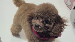 大山みゆきブリーダーからお迎えしたトイプードル：愛ちゃん