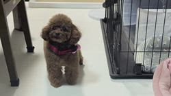 大山みゆきブリーダーからお迎えしたトイプードル：愛ちゃん