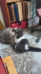 石川明美ブリーダーからお迎えしたエキゾチックショートヘア：まるくん