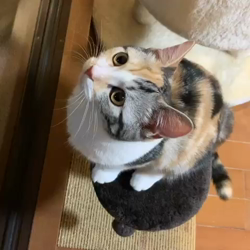 杉山壽ブリーダーからお迎えしたマンチカン：きなこちゃん