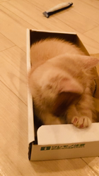 清洋一ブリーダーからお迎えしたミヌエット：ゆきちゃん