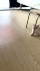 清洋一ブリーダーからお迎えしたミヌエット：ゆきちゃん