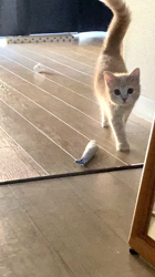 清洋一ブリーダーからお迎えしたミヌエット：ゆきちゃん