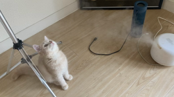 清洋一ブリーダーからお迎えしたミヌエット：ゆきちゃん