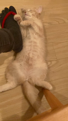 清洋一ブリーダーからお迎えしたミヌエット：ゆきちゃん