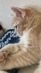 清洋一ブリーダーからお迎えしたミヌエット：ゆきちゃん