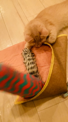 清洋一ブリーダーからお迎えしたミヌエット：ゆきちゃん