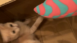 清洋一ブリーダーからお迎えしたミヌエット：ゆきちゃん