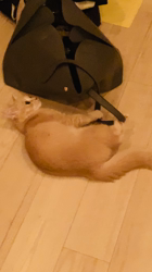 清洋一ブリーダーからお迎えしたミヌエット：ゆきちゃん