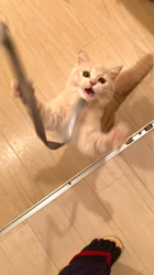 清洋一ブリーダーからお迎えしたミヌエット：ゆきちゃん