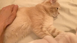 清洋一ブリーダーからお迎えしたミヌエット：ゆきちゃん