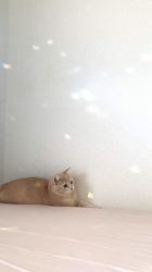 清洋一ブリーダーからお迎えしたミヌエット：ゆきちゃん