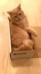 清洋一ブリーダーからお迎えしたミヌエット：ゆきちゃん