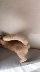 清洋一ブリーダーからお迎えしたミヌエット：ゆきちゃん