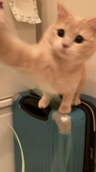 清洋一ブリーダーからお迎えしたミヌエット：ゆきちゃん