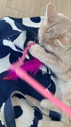 清洋一ブリーダーからお迎えしたミヌエット：ゆきちゃん