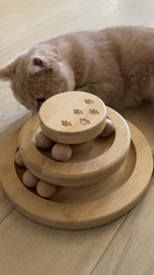 清洋一ブリーダーからお迎えしたミヌエット：ゆきちゃん