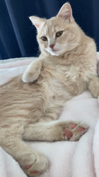 清洋一ブリーダーからお迎えしたミヌエット：ゆきちゃん