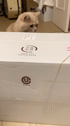 清洋一ブリーダーからお迎えしたミヌエット：ゆきちゃん