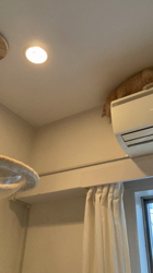 清洋一ブリーダーからお迎えしたミヌエット：ゆきちゃん