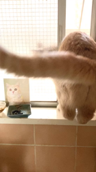 清洋一ブリーダーからお迎えしたミヌエット：ゆきちゃん