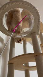 清洋一ブリーダーからお迎えしたミヌエット：ゆきちゃん