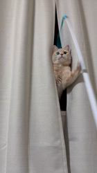 清洋一ブリーダーからお迎えしたミヌエット：ゆきちゃん