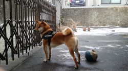 富田美和ブリーダーからお迎えした柴犬：琥大朗くん