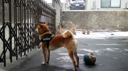 富田美和ブリーダーからお迎えした柴犬：琥大朗くん