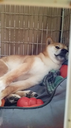 富田美和ブリーダーからお迎えした柴犬：琥大朗くん