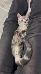 宮崎直美ブリーダーからお迎えしたマンチカン：シャルくん