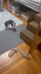 宮崎直美ブリーダーからお迎えしたマンチカン：シャルくん