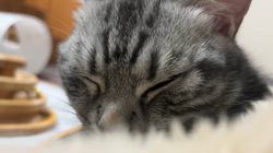 宮崎直美ブリーダーからお迎えしたマンチカン：シャルくん