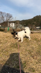 吉井真基子ブリーダーからお迎えしたパピヨン：ハルくん