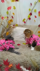 新井熟子ブリーダーからお迎えしたスコティッシュフォールド：枝豆(ずんだ)くん