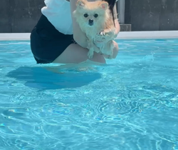 佐藤多恵子ブリーダーからお迎えしたポメラニアン：ころんちゃん