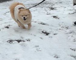 佐藤多恵子ブリーダーからお迎えしたポメラニアン：ころんちゃん