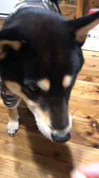 小山敏恵ブリーダーからお迎えした柴犬：京鳳虎次郎くん