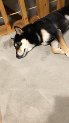 小山敏恵ブリーダーからお迎えした柴犬：京鳳虎次郎くん