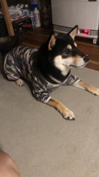 小山敏恵ブリーダーからお迎えした柴犬：京鳳虎次郎くん
