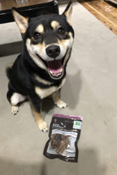 小山敏恵ブリーダーからお迎えした柴犬：京鳳虎次郎くん