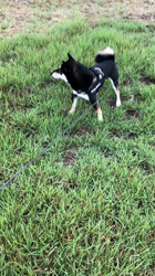 小山敏恵ブリーダーからお迎えした柴犬：京鳳虎次郎くん