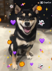 小山敏恵ブリーダーからお迎えした柴犬：京鳳虎次郎くん
