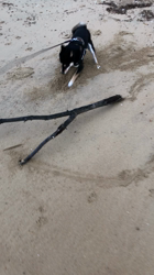 小山敏恵ブリーダーからお迎えした柴犬：京鳳虎次郎くん
