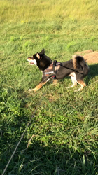 小山敏恵ブリーダーからお迎えした柴犬：京鳳虎次郎くん