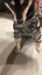 小山敏恵ブリーダーからお迎えした柴犬：京鳳虎次郎くん