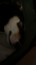 小山敏恵ブリーダーからお迎えした柴犬：京鳳虎次郎くん