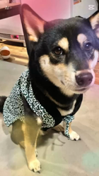 小山敏恵ブリーダーからお迎えした柴犬：京鳳虎次郎くん
