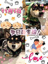 小山敏恵ブリーダーからお迎えした柴犬：京鳳虎次郎くん